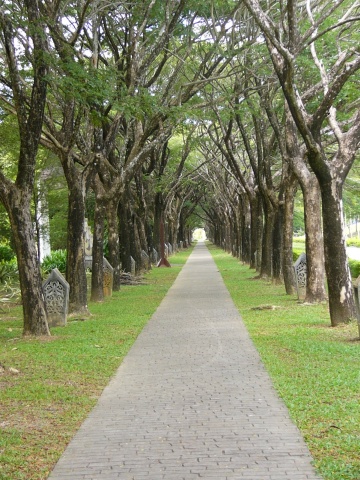 walkway under trees
